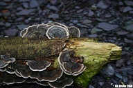 Fungi!  (Have you heard the one about a mushroom at a party?)