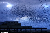 Starlings, North Beach.