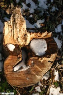 Snow stump.