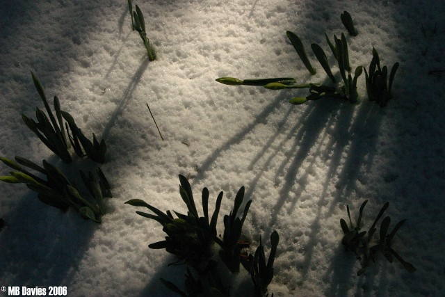 Fwyl085