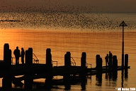 Sunset & Starlings.